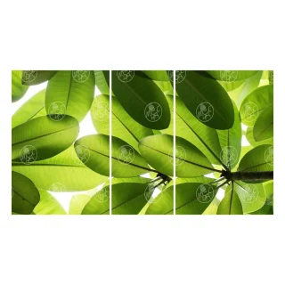 1213481908 вид 1
